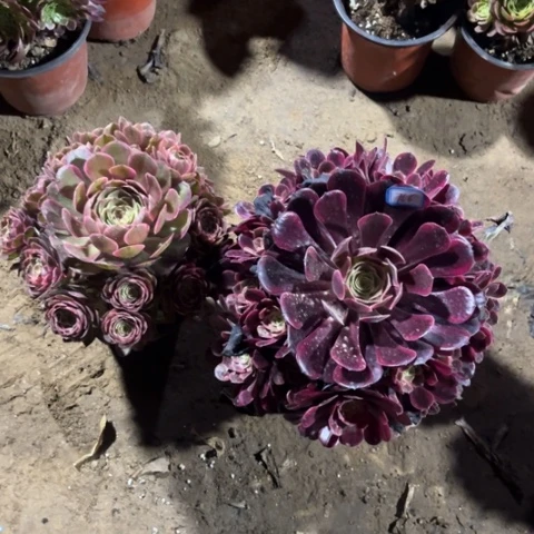 766多肉植物组合