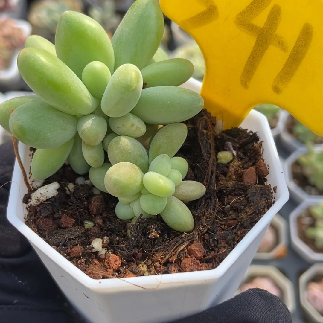 541芒果美人多肉植物