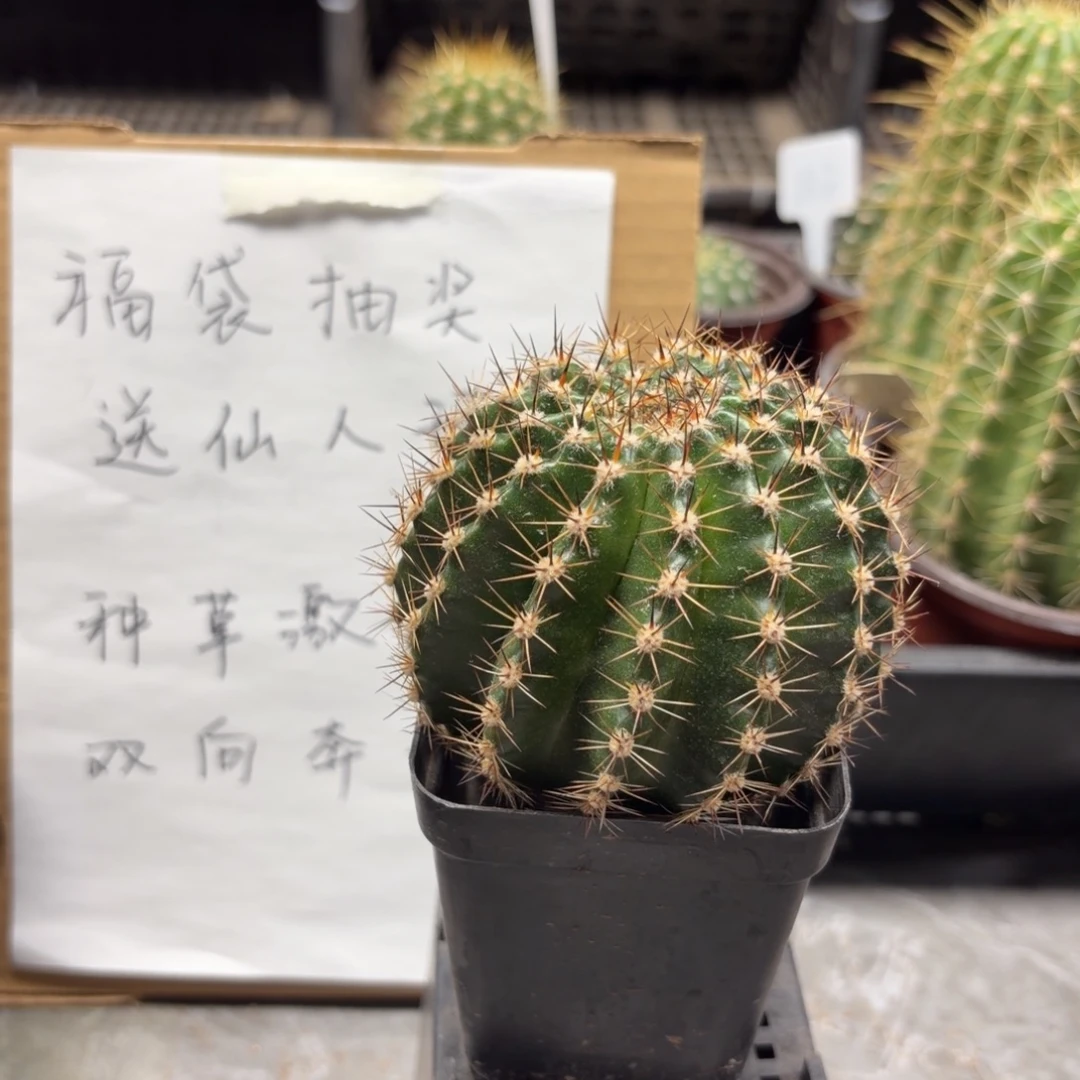 可可可大侧芽8厘米