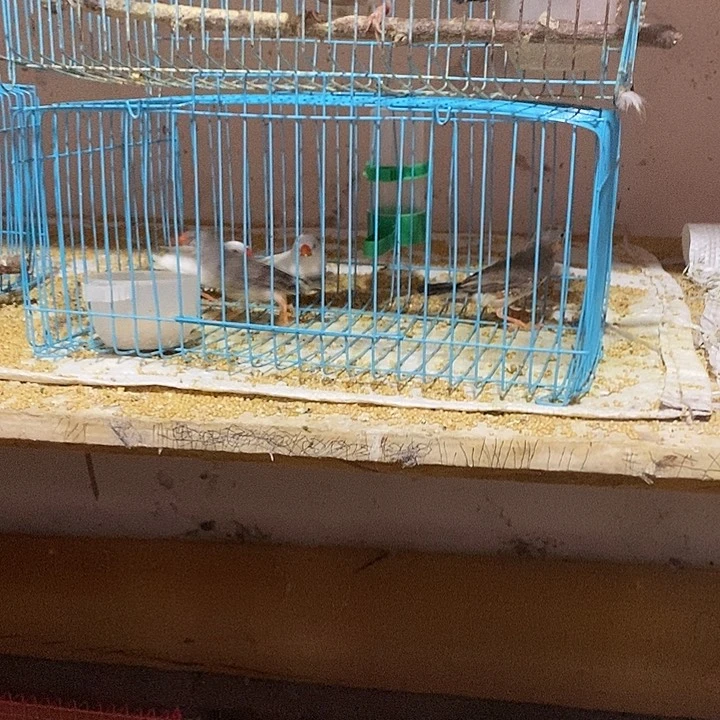 文鸟临**芳灰文一对，珍珠灰公一只两只白母