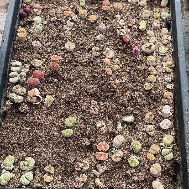 生石花11111。   93