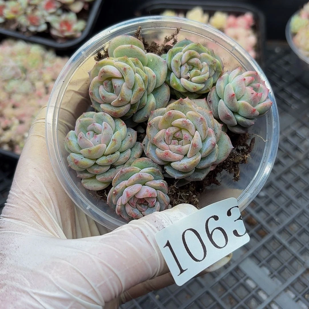 叶**?多肉植物多肉植物1063