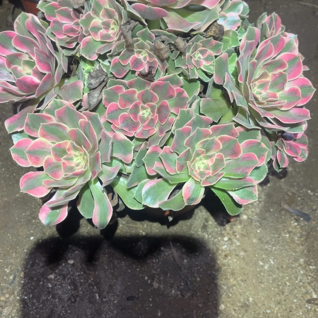 女妖多肉法师931号