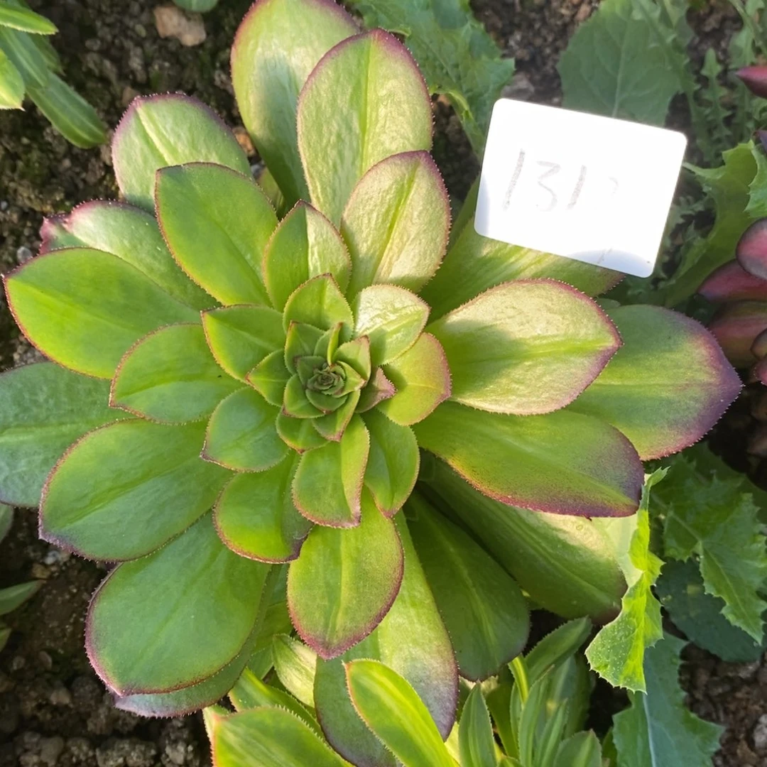 1312万圣节多肉植物