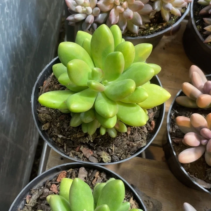 芒果奶上满20包邮脱土发货