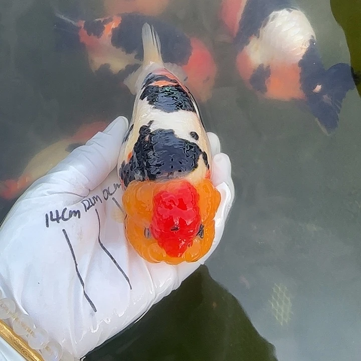 金鱼骑兵的兰寿金鱼