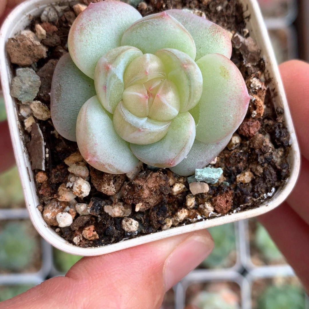 丫鬟。         22号