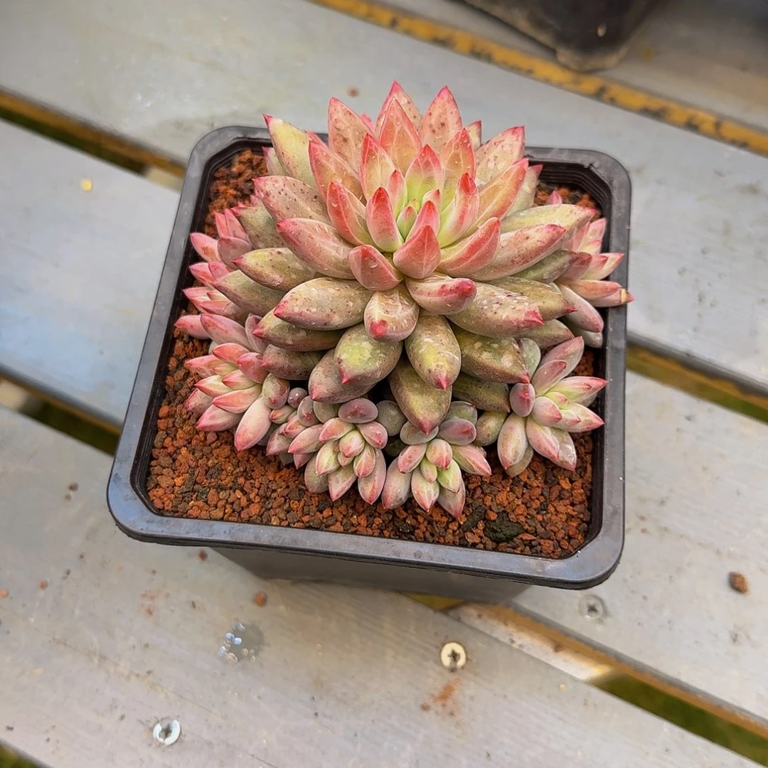 砖石纹虞美人一颗竞拍