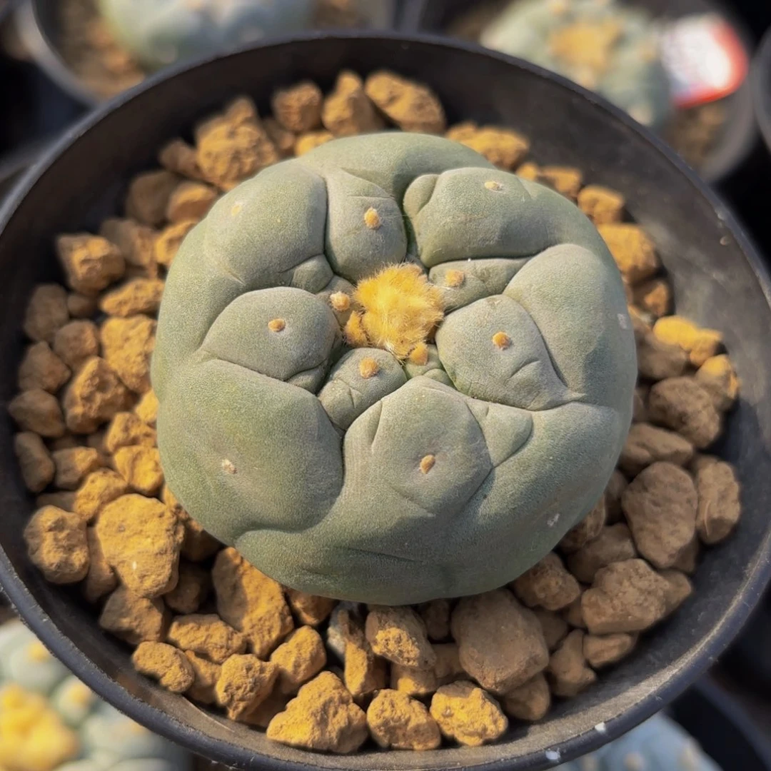 G g g g g 126g g g g g