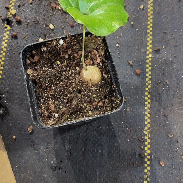 龟甲龙带盆土发货