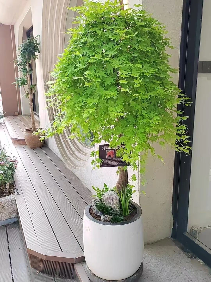 流泉枫造型盆景侘寂风美学绿植（一物一拍）