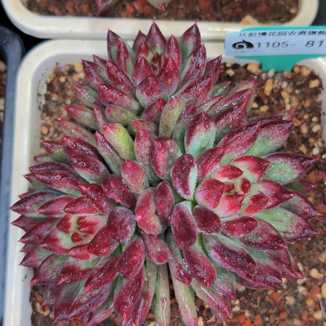 从前慢花园精品多肉编号1105-81