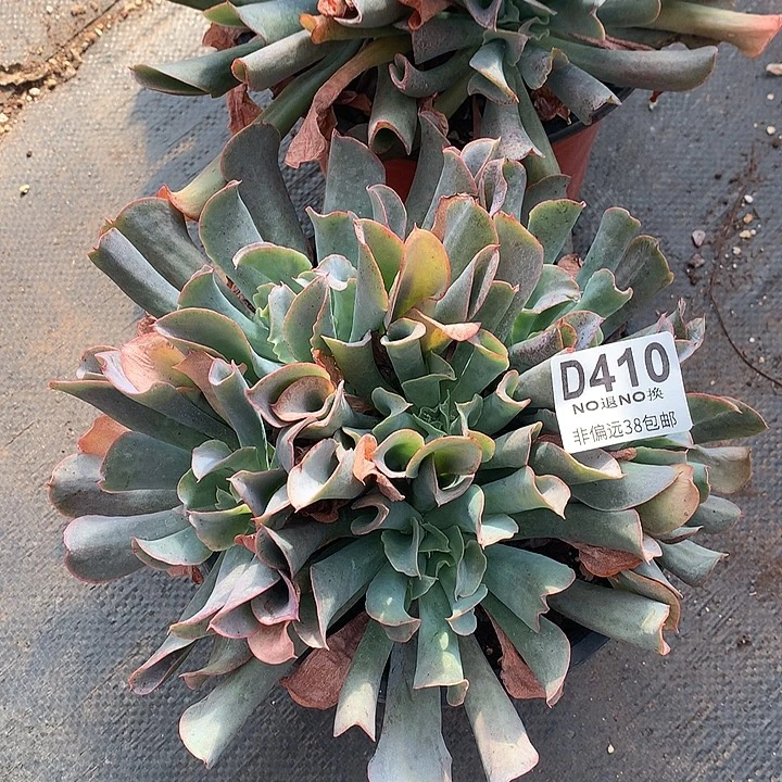 猪鼻子杂白凤410 基地已转处理 7-8天发货