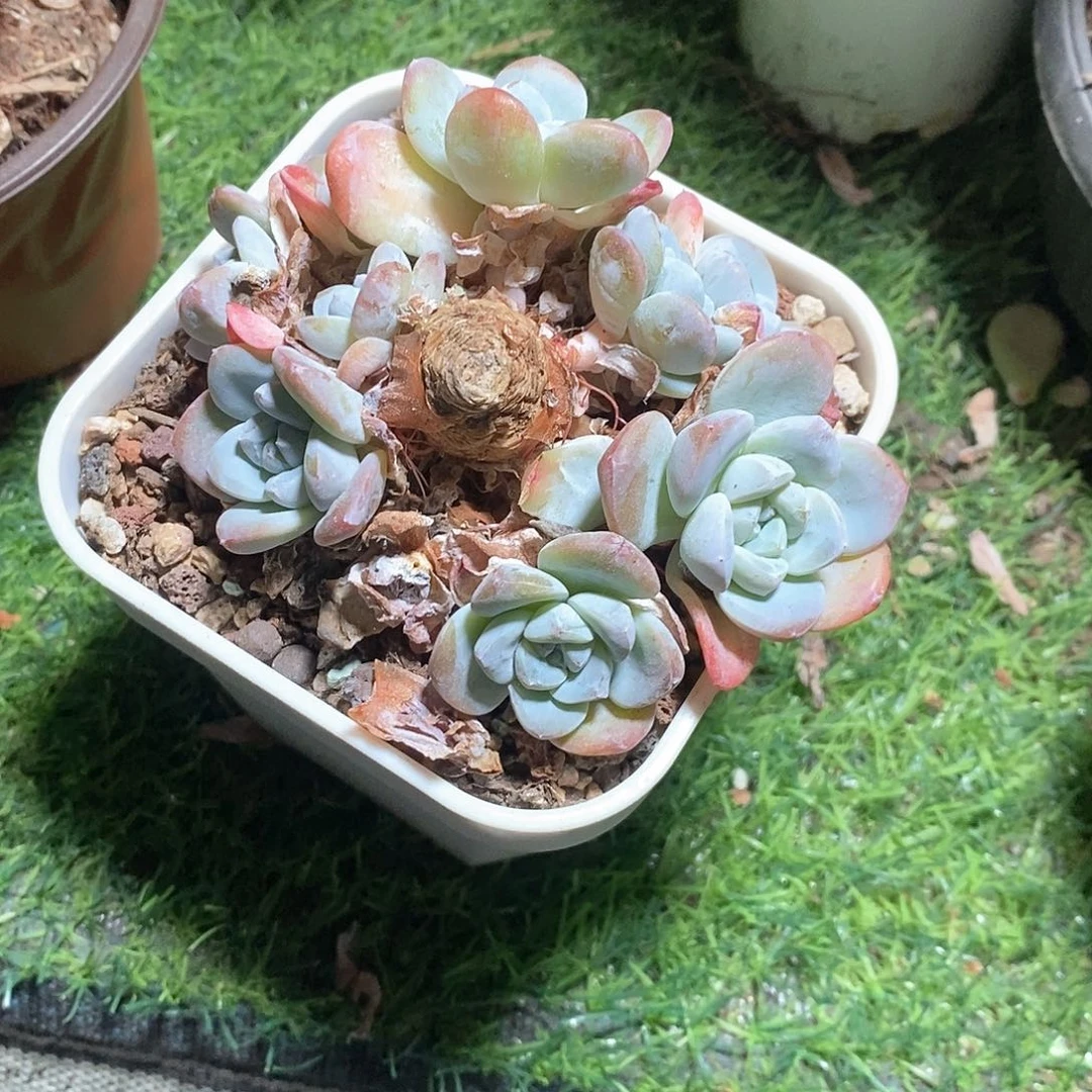 醉***星冰玉1颗多肉植物月月姐姐