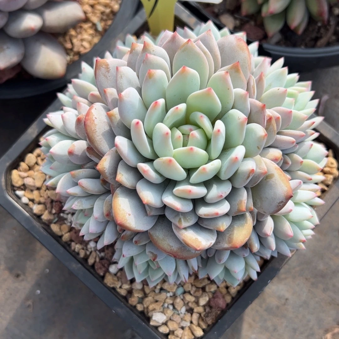 12 25239  星星橙手捧10捧1 12厘米