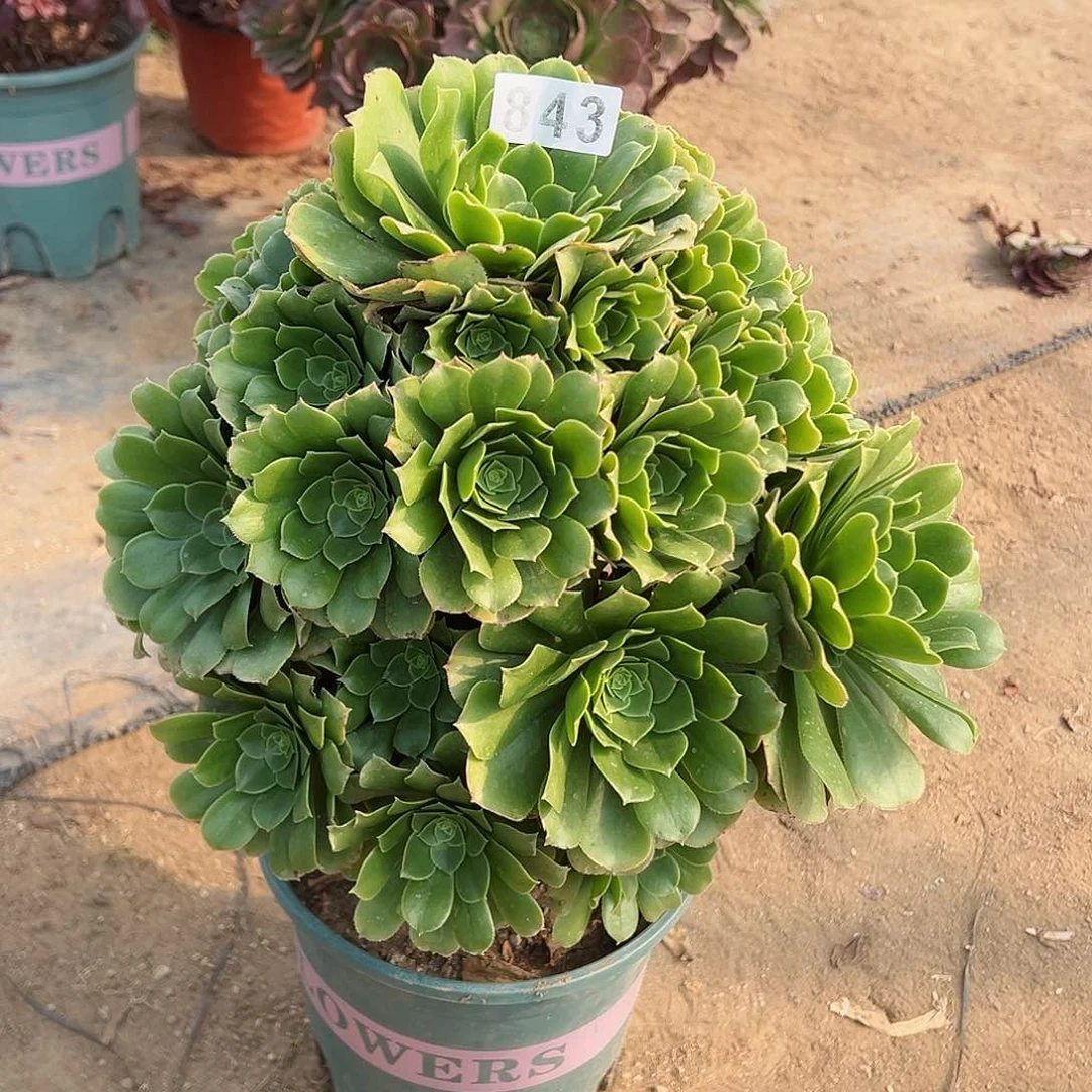 紫砂茶宠绿羊绒老桩843