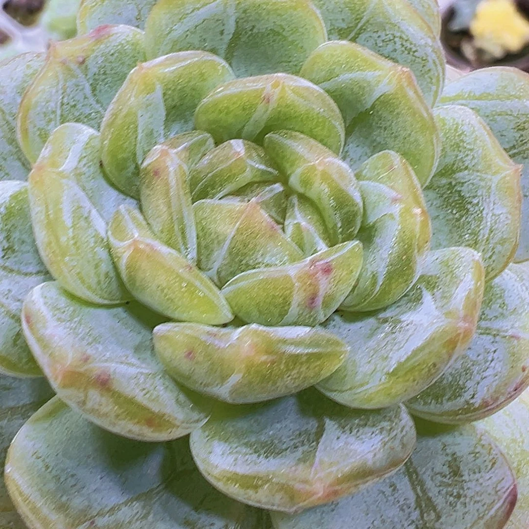 白恋19包邮多肉植物