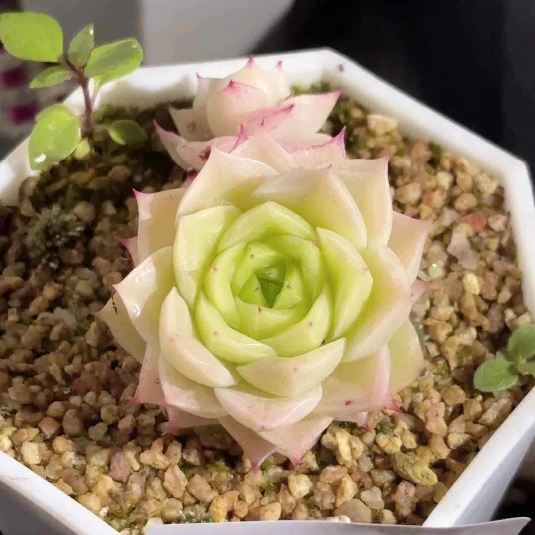 110 新疆西藏内蒙不发货
