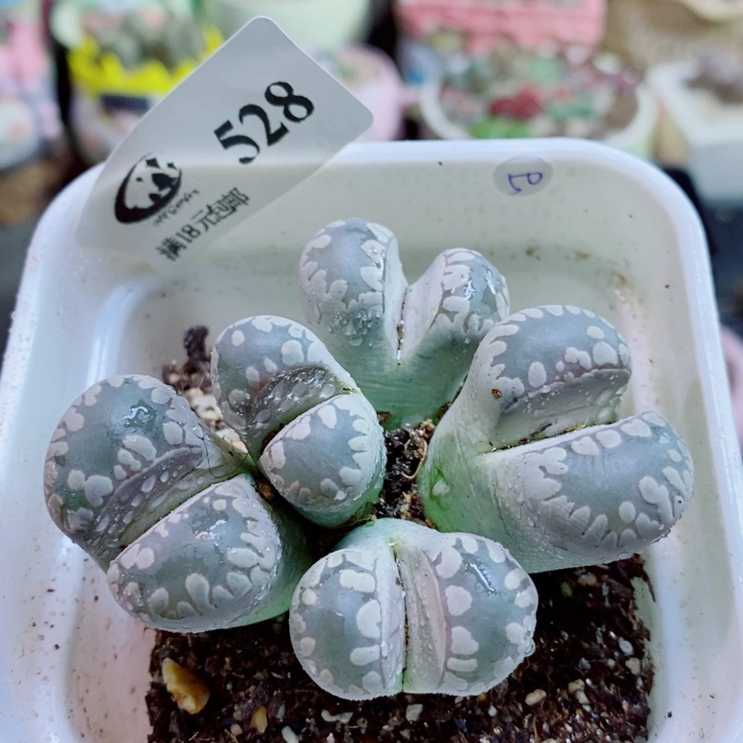 生石花花花花花花花528