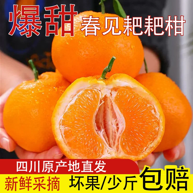 四川耙耙柑春见果园现摘现发果肉一口爆汁果王大果鲜甜汁水多