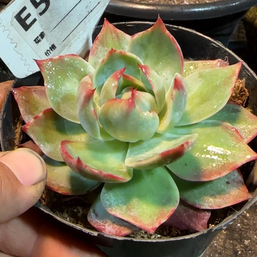 惊鸿一物一拍包装收缩花旱593