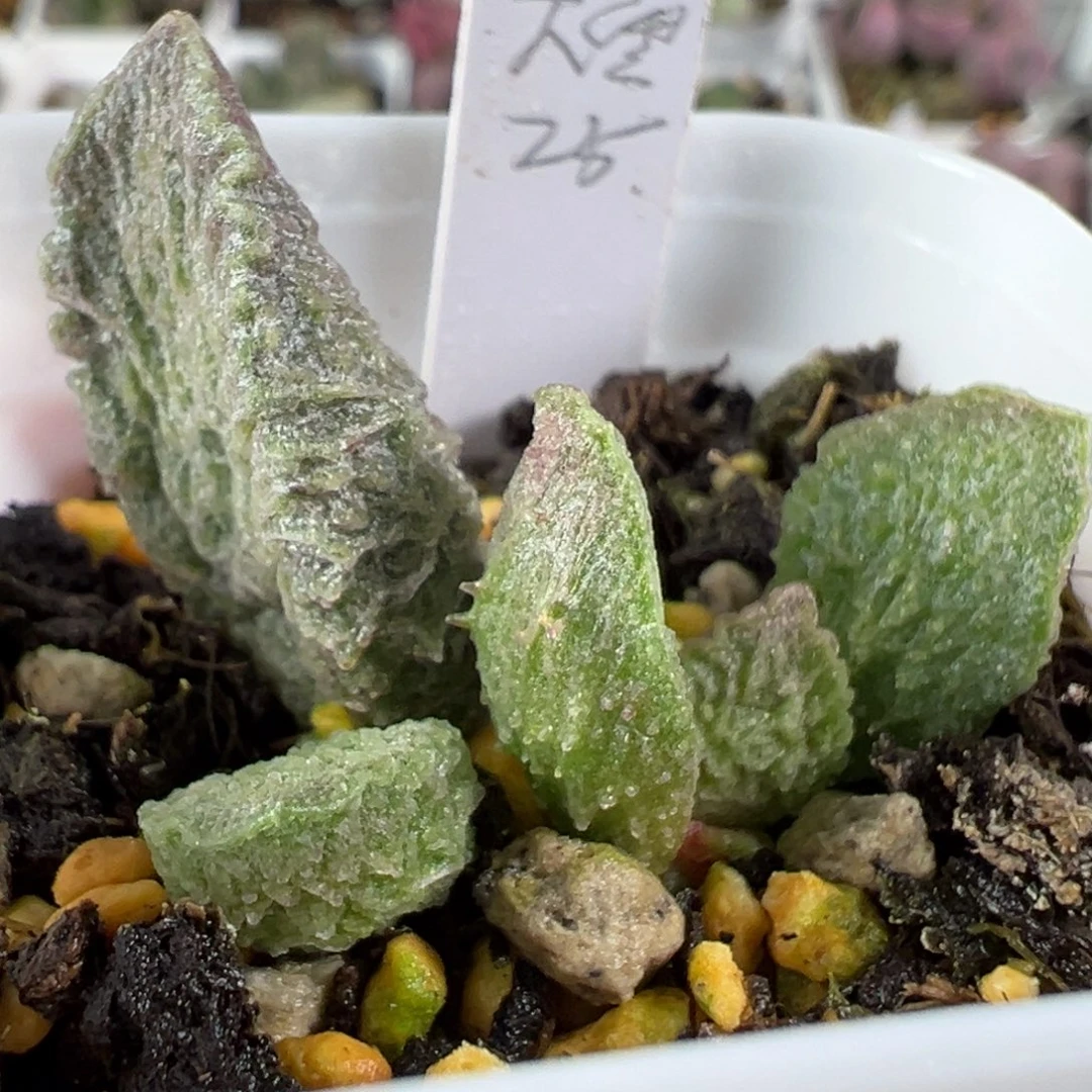 w大鱼海棠多肉植物水泡