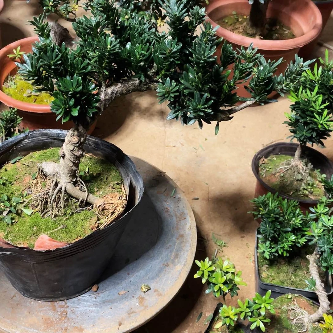 万***通完全开放罗汉松盆景罗汉松