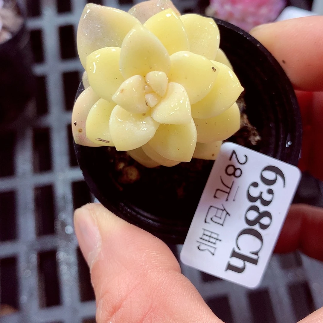 5厘米盆精控多肉638