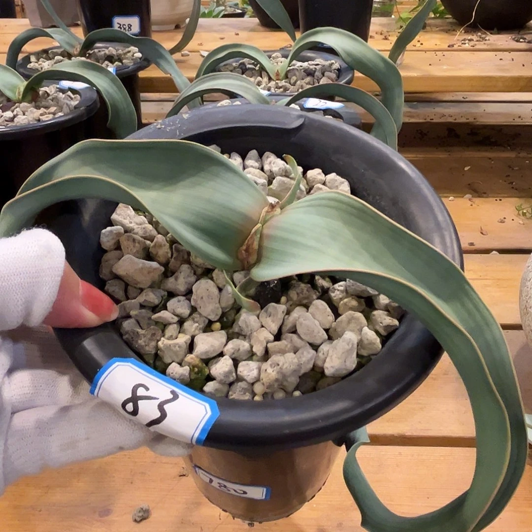 汤圆植物83百岁兰红边4公分多