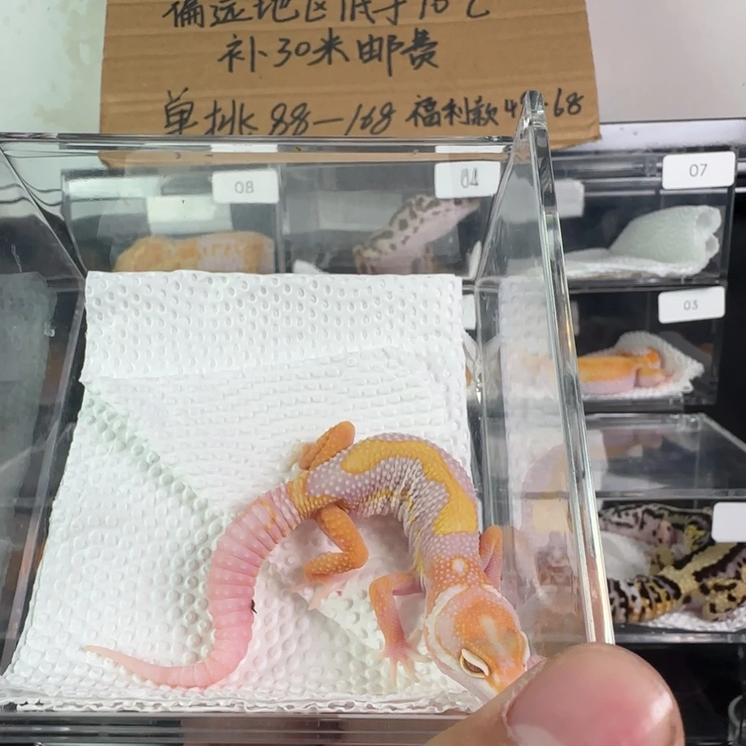 豹纹守宫橘白妹妹