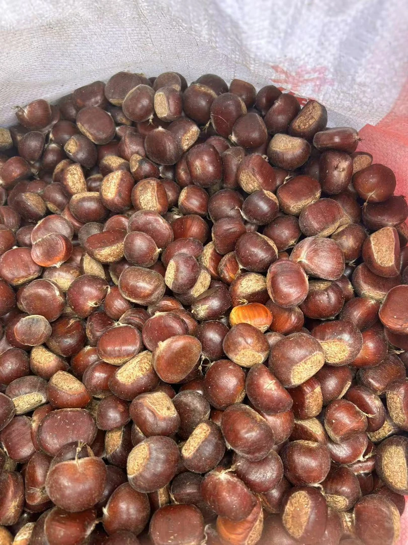 可生吃的3113红壳板栗新鲜上市美味生鲜零食坚果