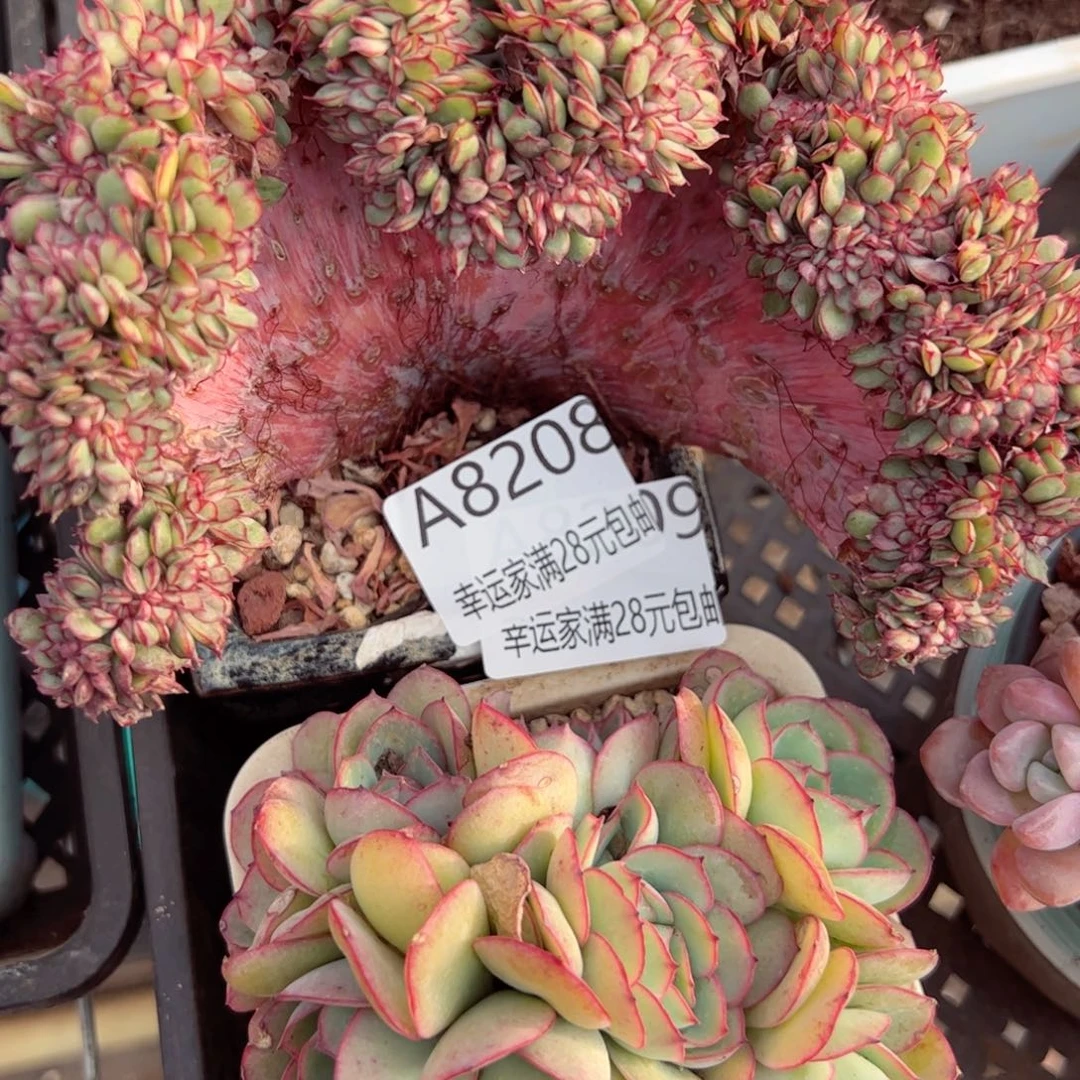 幸运的是我在这里等着