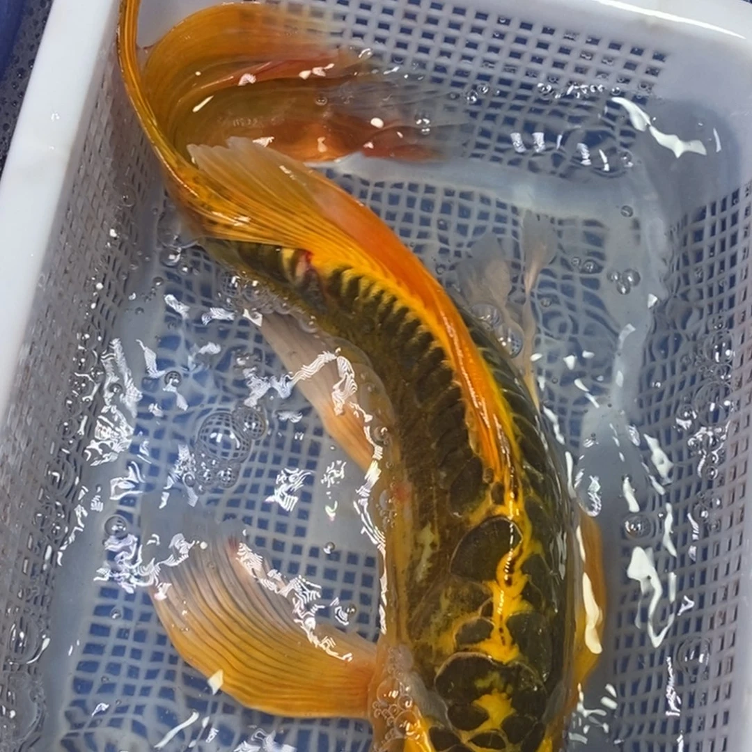 海水鱼冷水锦鲤包邮