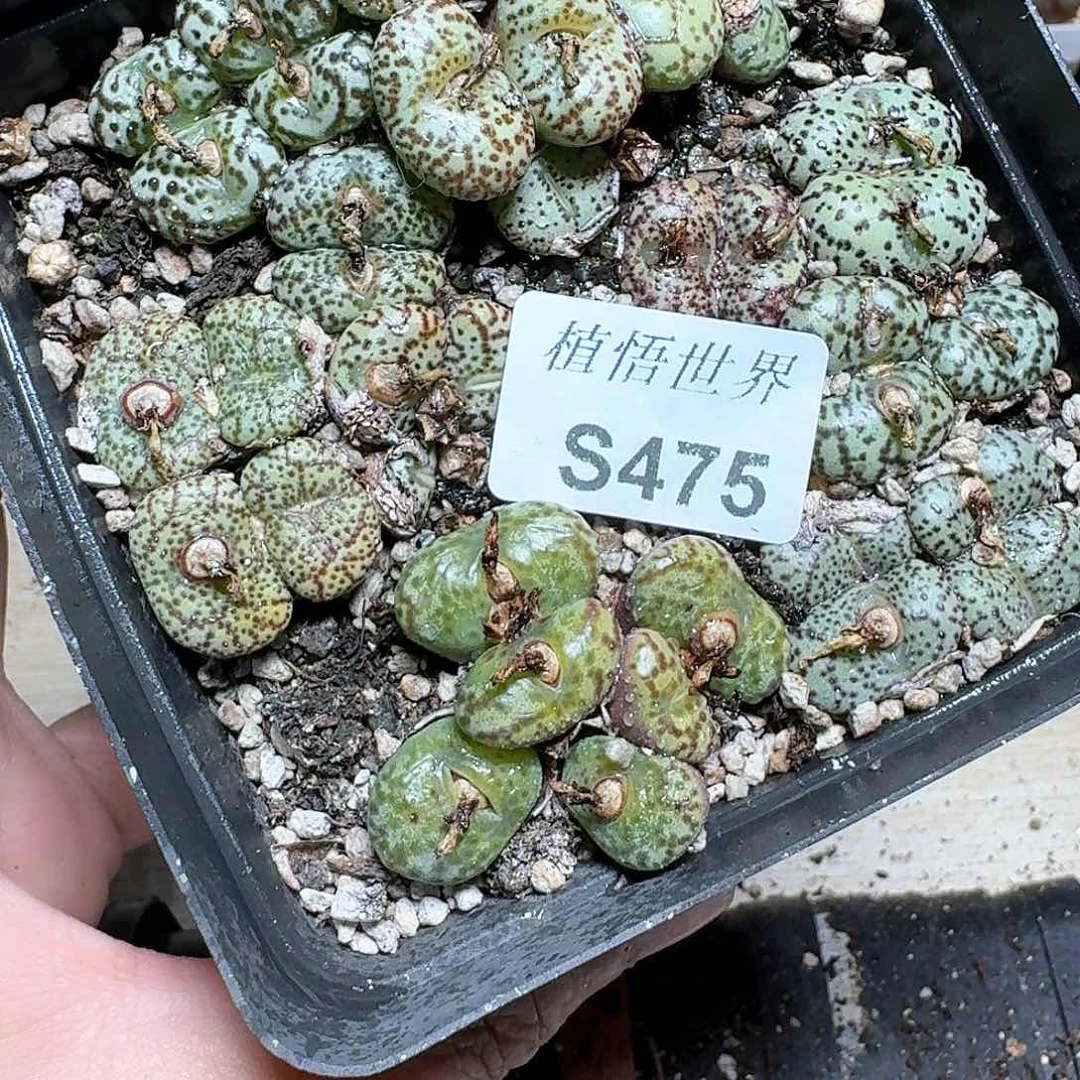 475号多肉植物哇风格