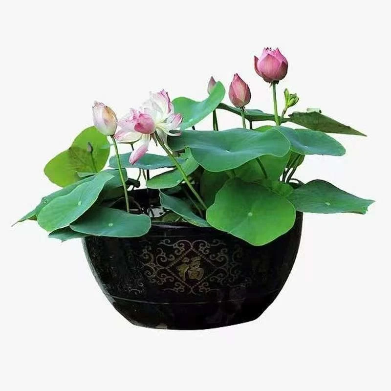 【水培莲花种子】莲花卉种子好养种籽阳台花盆客厅四季水养