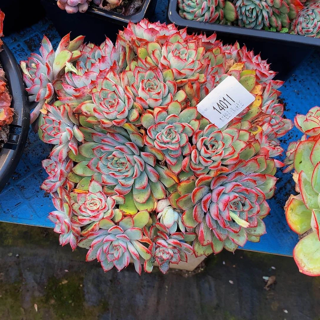 千***虫    荷花多肉14011