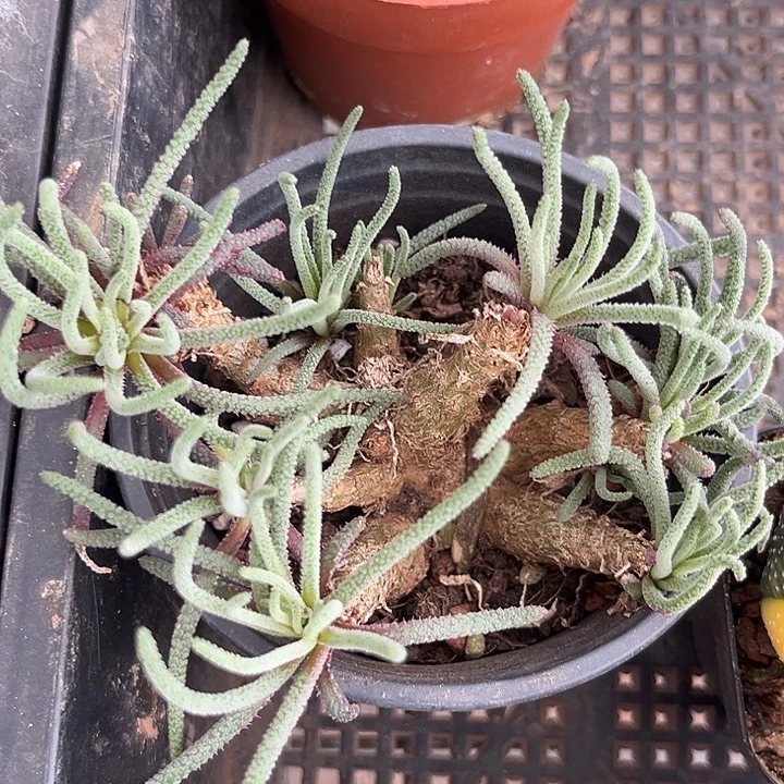 我也不知道我为什么要这样对