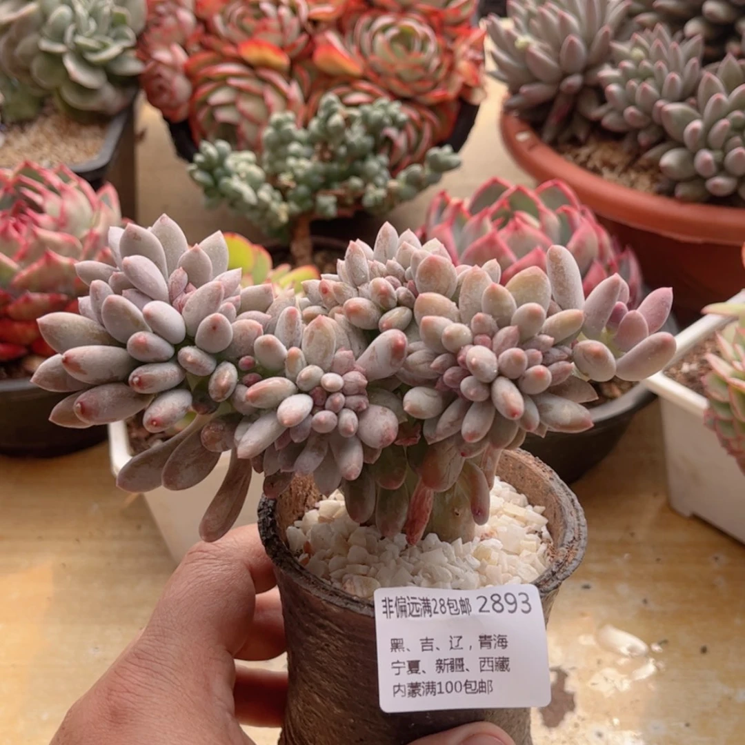 【闪购商品】2893白美人缀