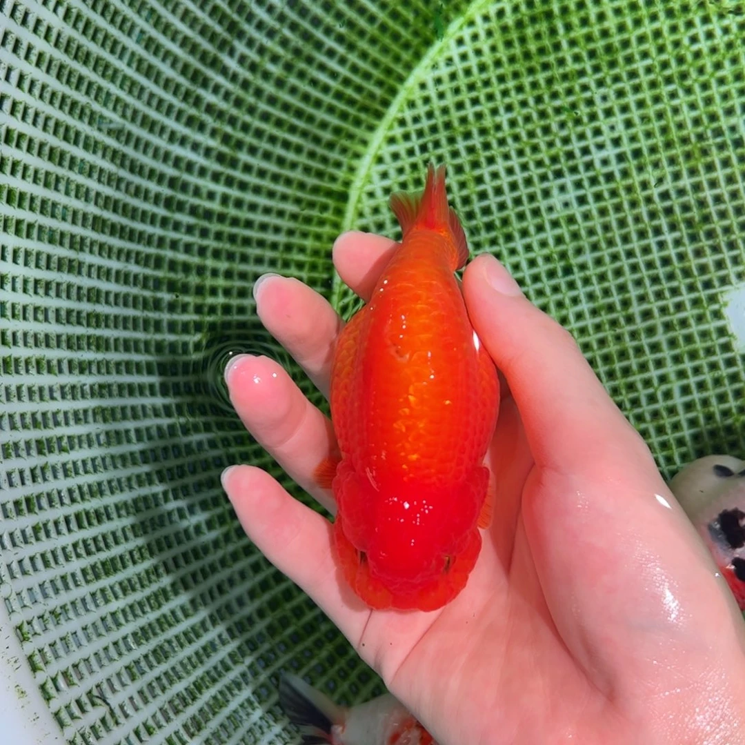 金鱼买够三条顺丰包邮陆运