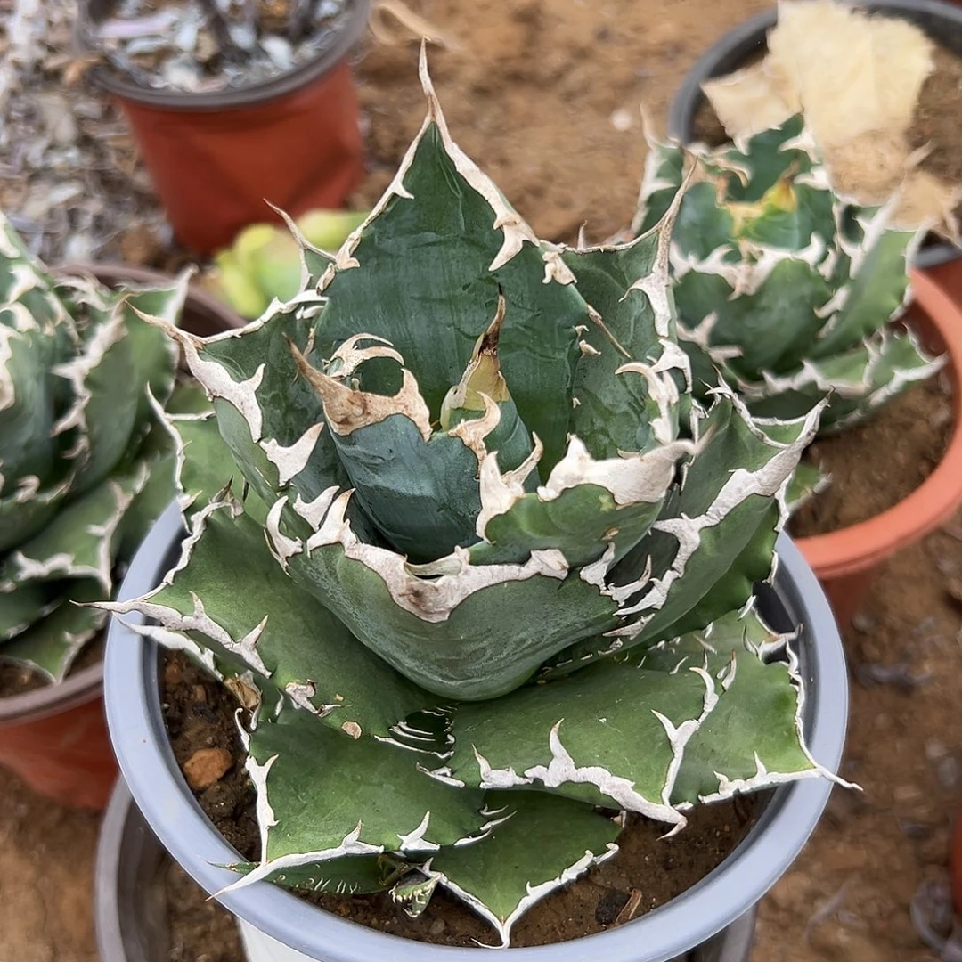 多肉植物白鲸龙舌兰