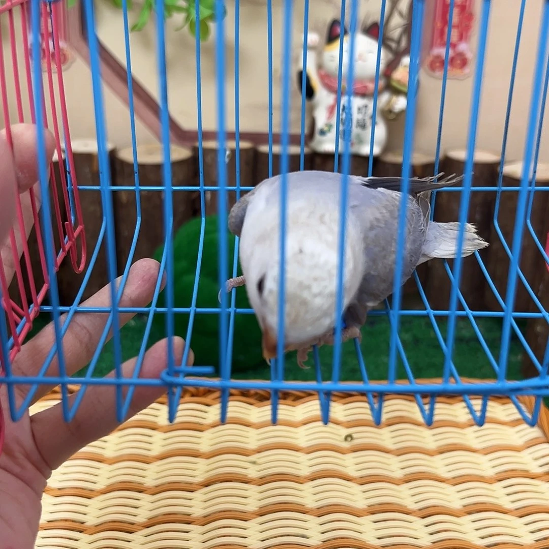 桃脸牡丹鹦鹉00038 公鸟 头发有点乱