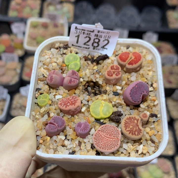 小*乖Sss精品的肉肉1282