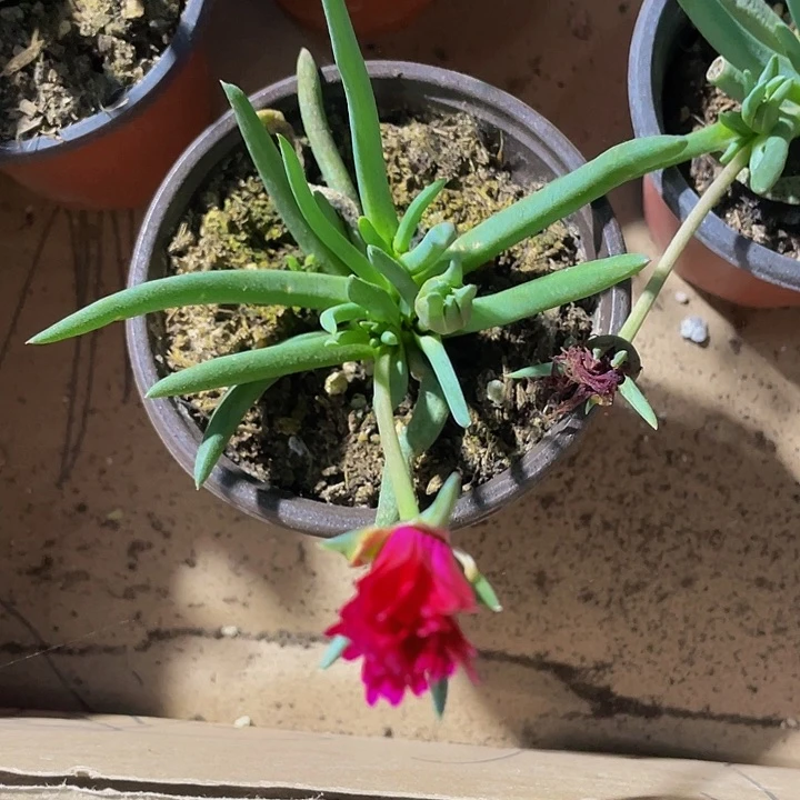 90盆大奔龙带盆土发