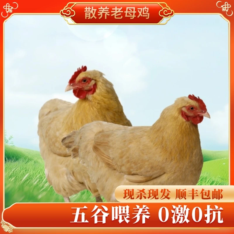 【林间散养老母鸡2只】山间跑地农家农村走地散养土母鸡2只4-5.5斤