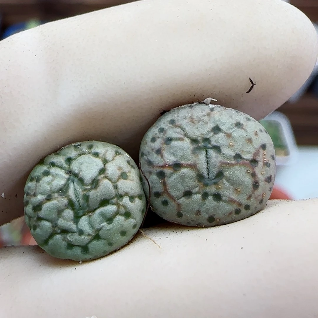 266火龙果杂交福利