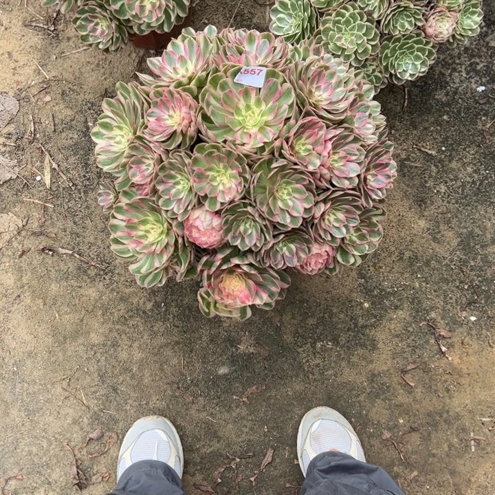 龙****倾颜557多肉植物法师