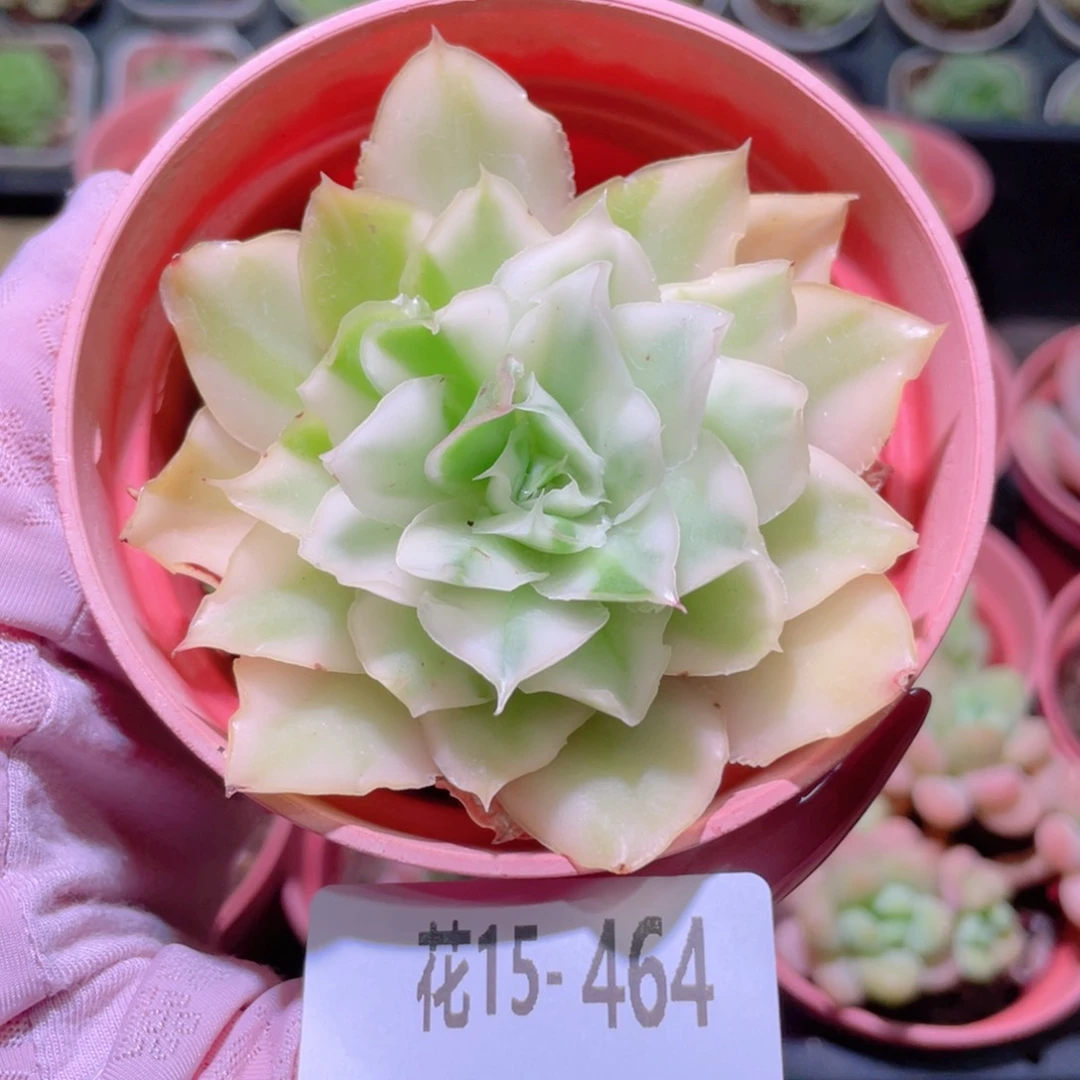 花利美15-464紫蝴蝶锦