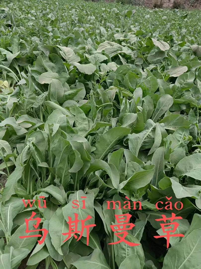 乌斯曼草干粉，原生态的沙枣树胶粉，乌斯曼浸泡油！