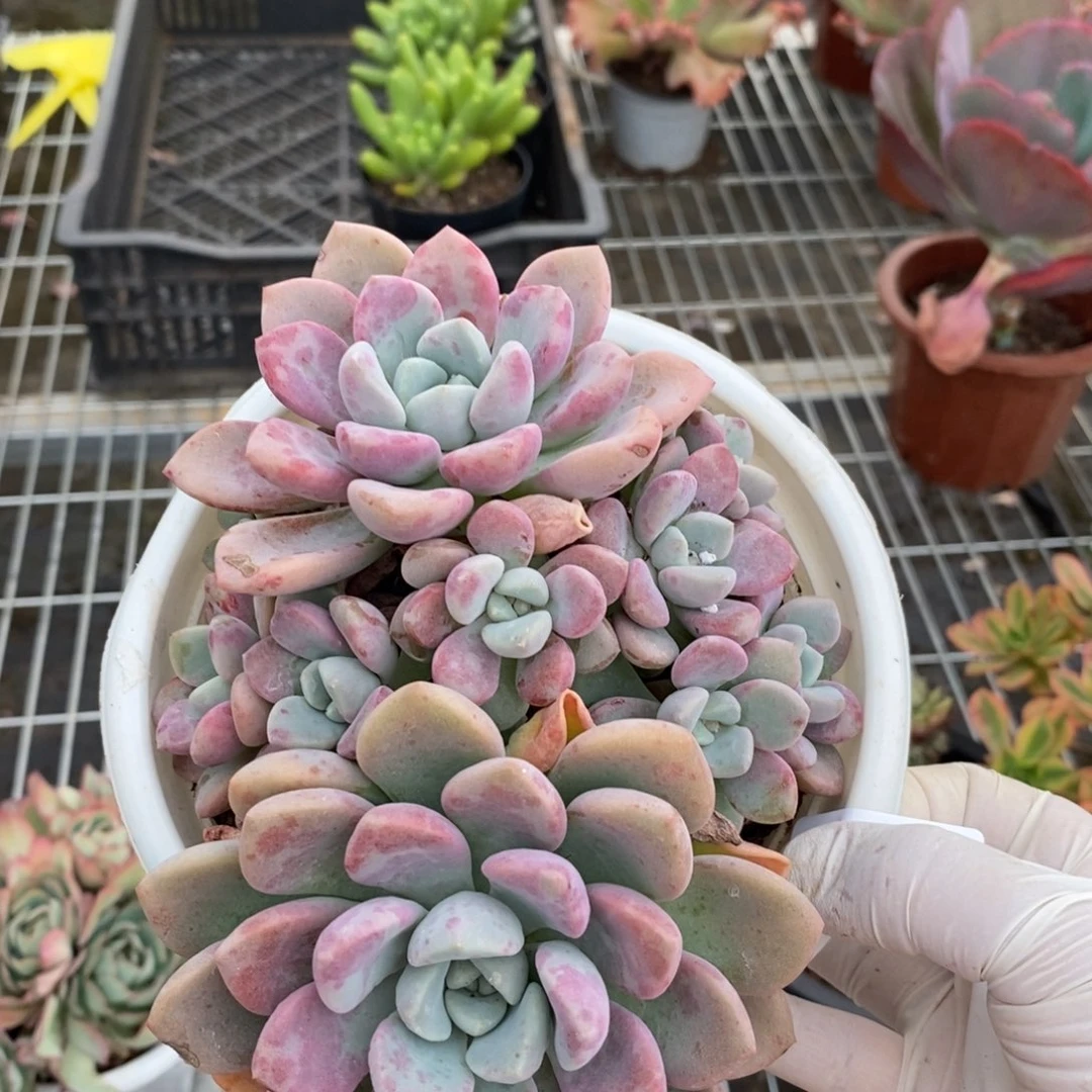 5852花斑露一物一拍