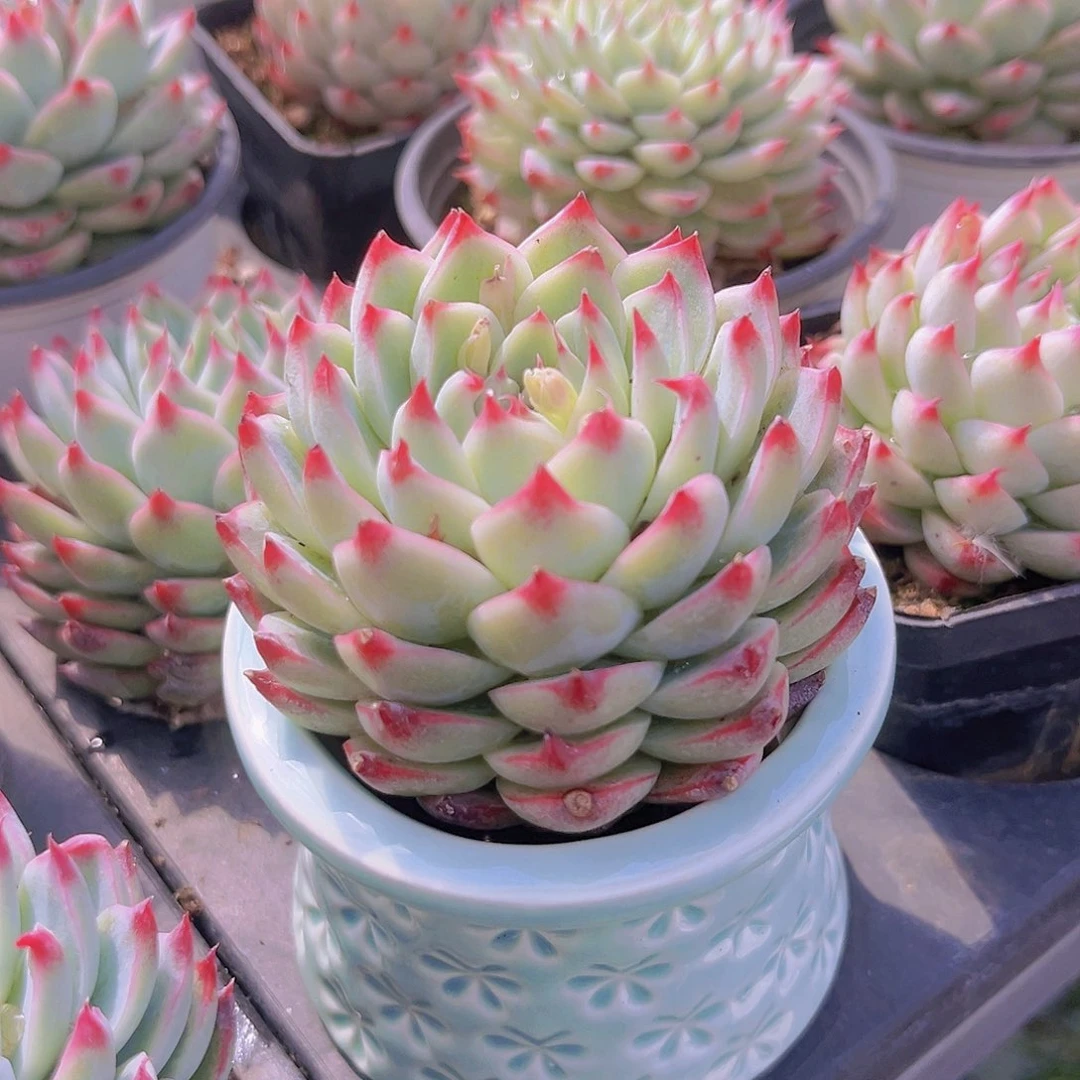 桃夭仙子9999999999900